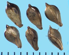  Bolboschoenus fluviatilis.  Achenes with three to six bristles appressed to the surface and base.