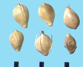  Scirpus microcarpus.  Achenes with two rounded sides with a ridge for a margin.