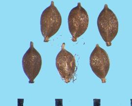  Scirpus pendulus.  Achenes that often have smooth hairs from the base.