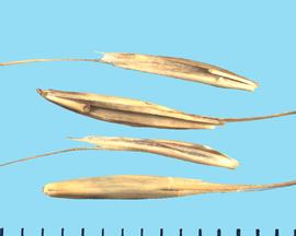  Elymus multisetus.  Florets are smooth with scabrous awns. 