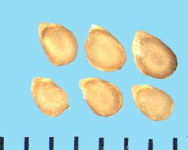 Solanum tuberosum.  True seeds with an indentation following near the margin. 