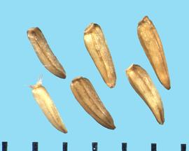  Solidago riddellii.  Achenes with a basal end that has an elongated attachment.