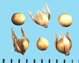  Sporobolus heterolepis.  Caryopsis with remnants of the style on the distal end. 