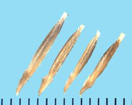  Nassella pulchra . Florets with a long and densely bearded callus. 