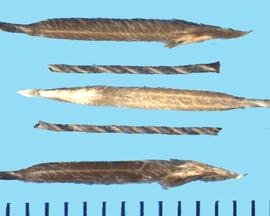  Hesperostipa spartea,  Callus with long, backward pointing hairs; short hairs on the lemma.