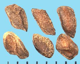  Frasera speciosa.  True seeds, laterally compressed and slightly winged at the margin.