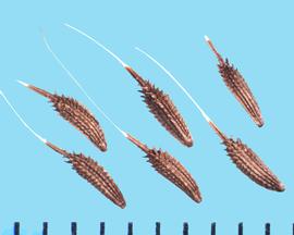  Taraxacum erythrospermum.  Achenes with barbs on the longitudinal ribs that are increasingly larger from the base to the apex. 