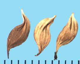  Thalictrum dasycarpum.  Achenes with the distal ends that curve in the opposite direction in a distinct S-shape.