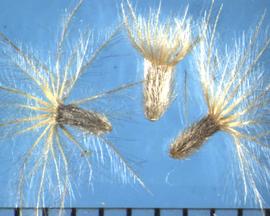  Tridax procumbens . Achenes with a dense pappus and the many pappus shafts are covered with lateral hairs. 
