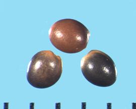  Trifolium michelianum.  True seeds with the area around the hilum light-colored. 
