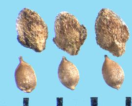  Urtica dioic.  Achenes that are often enclosed in sepals. 