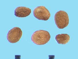  Veronica anagallis-aquatica.  True seeds with a somewhat irregular shape.