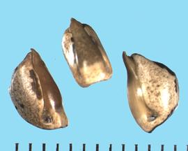  Zea mexicana.  Rachis segment that contains one floret.