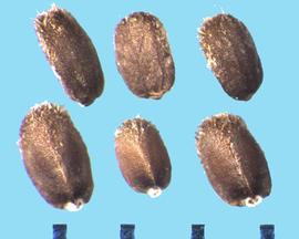  Agastache foeniculum.  Oval seeds with two flat surfaces. 