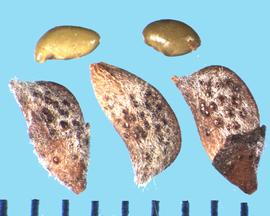 Amorpha canescens.  Seeds borne singly in a glandular pod. 