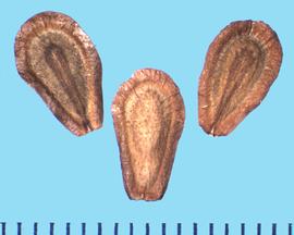  Asclepias speciosa.  True seed with winged margins and small warts on the dorsal side. 