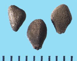  Convolvulus arvensis . Seeds with two flat surfaces that reflect the crowding of the seeds within the ovary. 