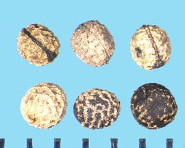  Eschscholzia californica  ssp.  californica.  Seeds with brown reticulations that have black coloring between the reticulations. 