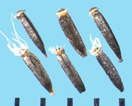  Eupatorium perfoliatum.  Achenes with four strong longitudinal ribs.