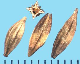 Oenothera lindheimeri.  Capsules with a central longitudinal groove on each side. 