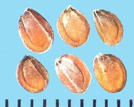  Iberis sempervirens.  Seeds with a strong longitudinal ridge near the margin of the cotyledon lobe.