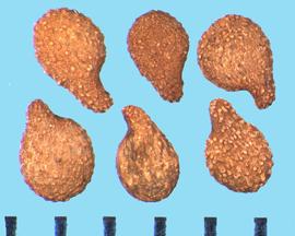  Impatiens walleriana.  Seeds with small wrinkles, large tubercles, and a curved, narrow radicle end. 