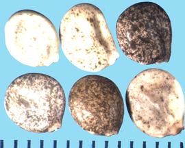  Lupinus argenteus  ssp.  rubricaulis.  Seeds with white and black mottling.