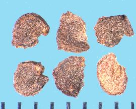  Penstemon angustifolius.  True seeds with a ridge between the flat surfaces.