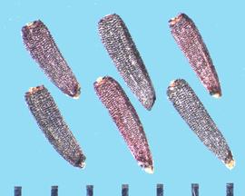  Dracopis amplexicaulis.  Achenes with transverse ribs. 