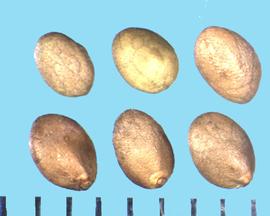  Salvia azurea.  Nutlets with a hilum at the base. 