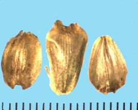  Silphium perfoliatum.  Achenes with an indented apical end.