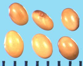  Trifolium incarnatum.  True seeds with the radicle lobe compressed against the cotyledon. 
