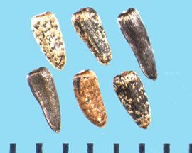  Heliomeris multiflora.  Black and brown mottled achenes with longitudinal lines.