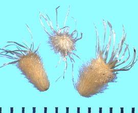  Acamptopappus sphaerocephalus.  Pappus and fine pubescence. 