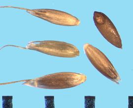  Agrostis exarata.  Straight awn that is an extension of the midnerve. 