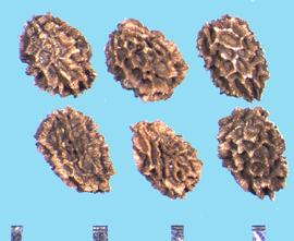  Antirrhinum majus.  The surface of a true seed has deep, irregular cavities with irregular walls. 