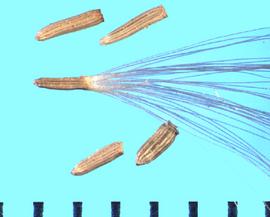  Baccharis emoryi.  Achenes with a long pappus that may be attached to the apical end.
