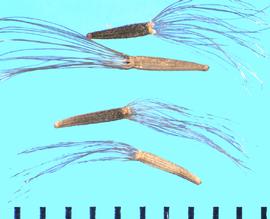  Brickellia californica.  Achenes with numerous and long pappus hairs.