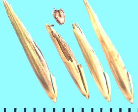  Bromus arizonicus.  Florets with a rachilla scar surface that is parallel to the rachilla axis.