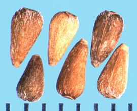  Callistephus chinensis.  Achenes with sparse, coarse, and appressed hairs.
