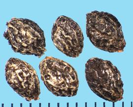  Carica papaya.  Seeds with irregular, wide, deep reticulations.