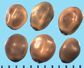  Ceanothus megacarpus.  Seeds with a dark attachment on the hilum.