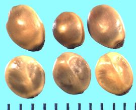  Ceanothus megacarpus.  Seeds with a slight longitudinal hump on the dorsal side.