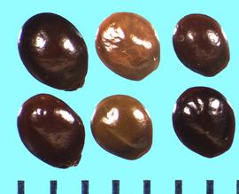  Ceanothus thyrsiflorus.  Shiny seeds with no longitudinal hump.