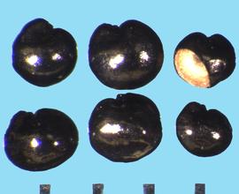  Celosia argentea.  Seeds with a groove on the seed surface that separates the radicle and cotyledon lobes.