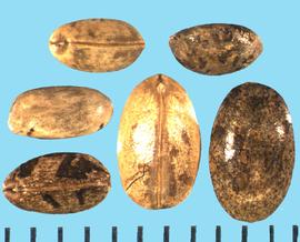  Croton setigerus.  Seeds are brown with various black mottling.