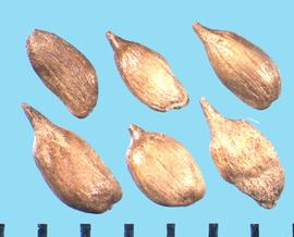  Distichlis spicata.  Caryopses with elongated basal ends.