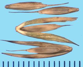  Elymus virginicus.  Florets are mostly glabrous with some scabrous hairs at the tips. 