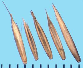  Festuca idahoensis.  The rachilla is covered with short hairs.