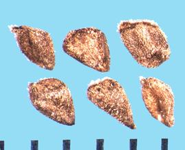  Clarkia amoena.  The seeds are covered with scales or short, stiff hairs.